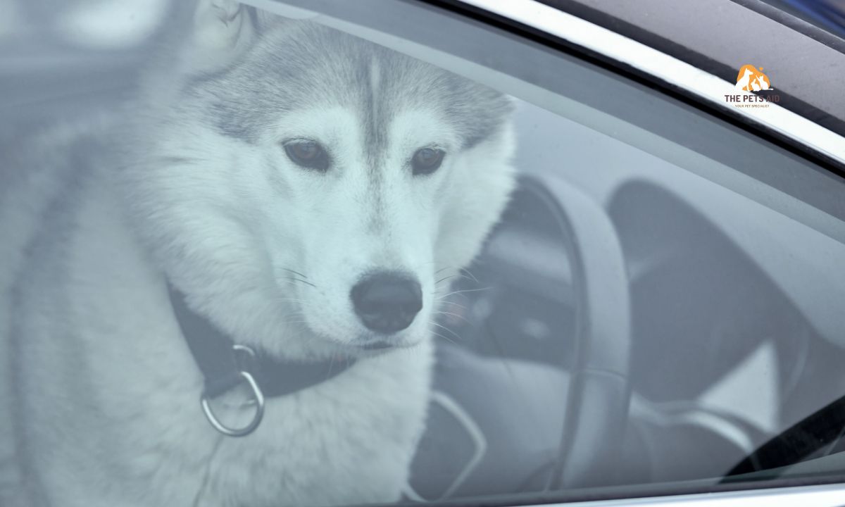 10 Dogs That Resemble Huskies - (Smaller, Bigger, & That Don't Shed) 12 Alaskan Husky